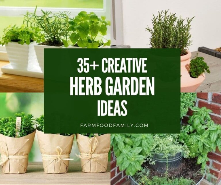 35+ Creative Herb Garden Ideas for Indoors and Outdoors