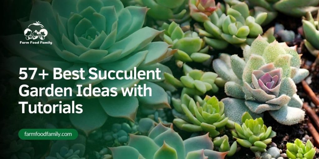 57+ Best Succulent Garden Ideas and Designs With Tutorials (PICTURES)