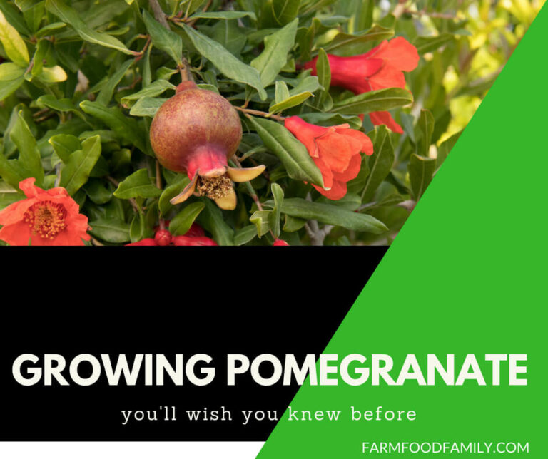 How to grow Pomegranate