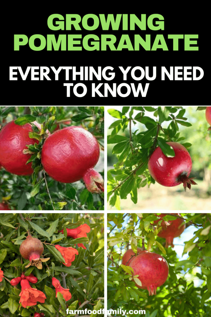 Growing Pomegranate How To Care Pomegranate Plants FarmFoodFamily