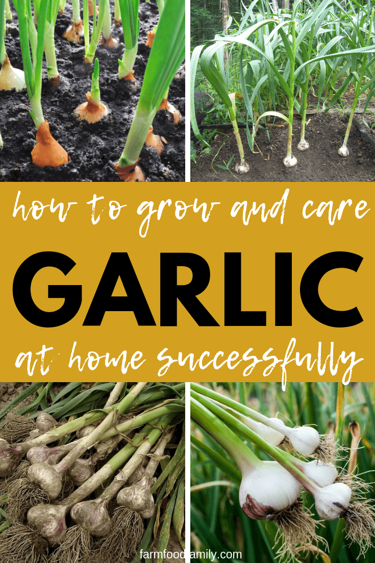 How To Grow and Harvest Garlic At Home Farm.Food.Family