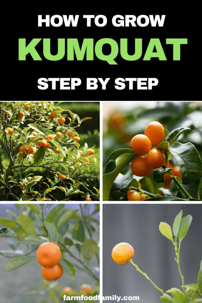 How To Grow Kumquat Plant Step By Step Farm Food Family