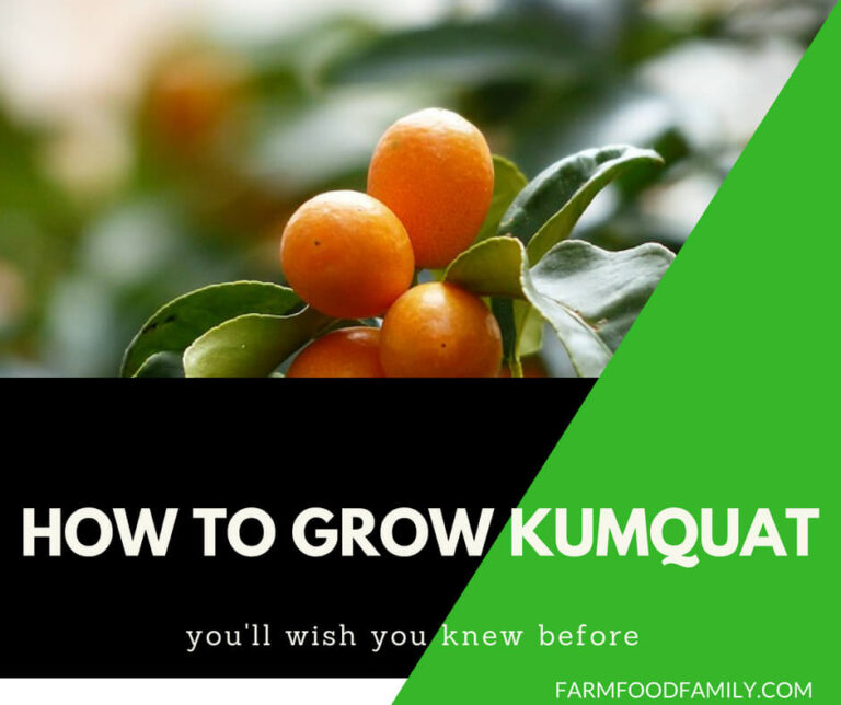 How to grow kumquat