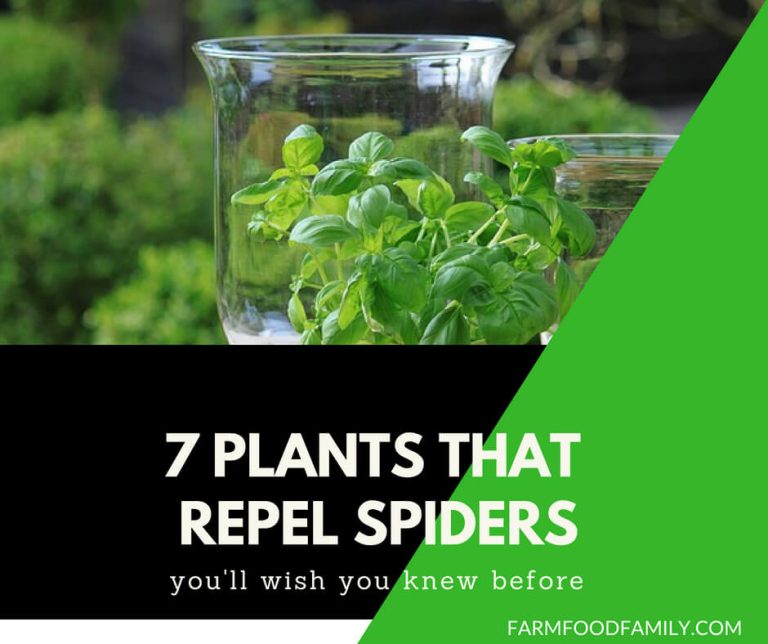 Natural Spider Repellents 7 Plants That Repel Spiders Farm.Food.Family