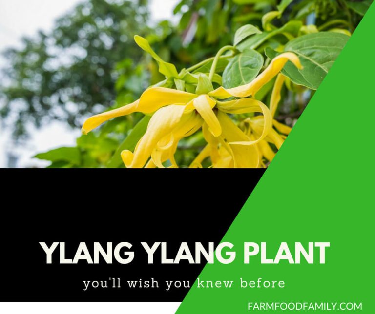 Ylang Ylang Plant Benefits Everything You Need To Know FarmFoodFamily