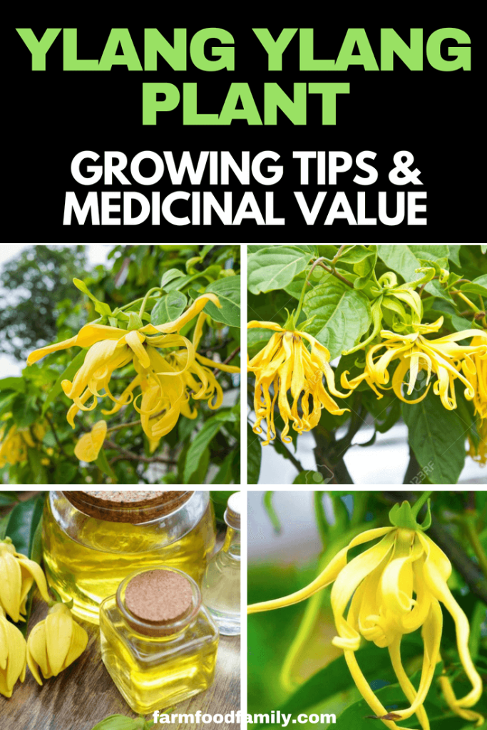 Ylang Ylang Plant Benefits Everything You Need To Know FarmFoodFamily