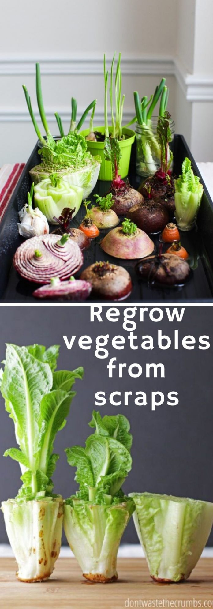 30+ Genius Cheap Gardening Ideas for 2024 FarmFoodFamily
