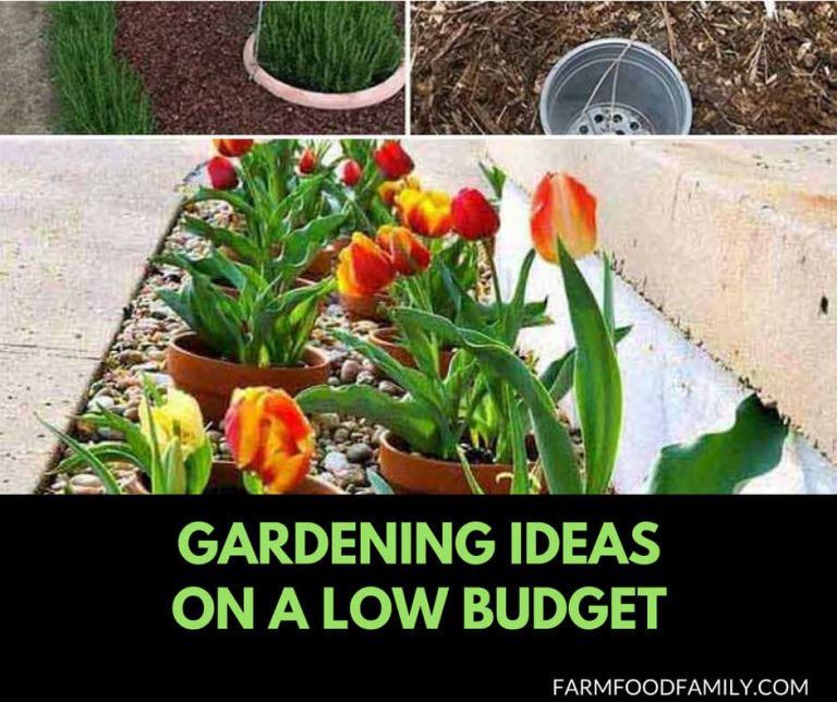 30+ Genius Cheap Gardening Ideas for 2024 FarmFoodFamily