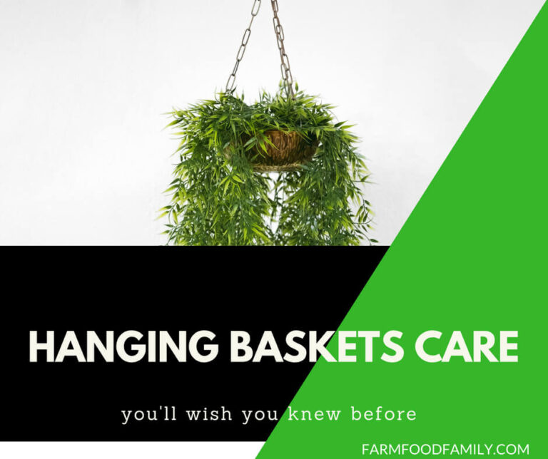Hanging Baskets Care