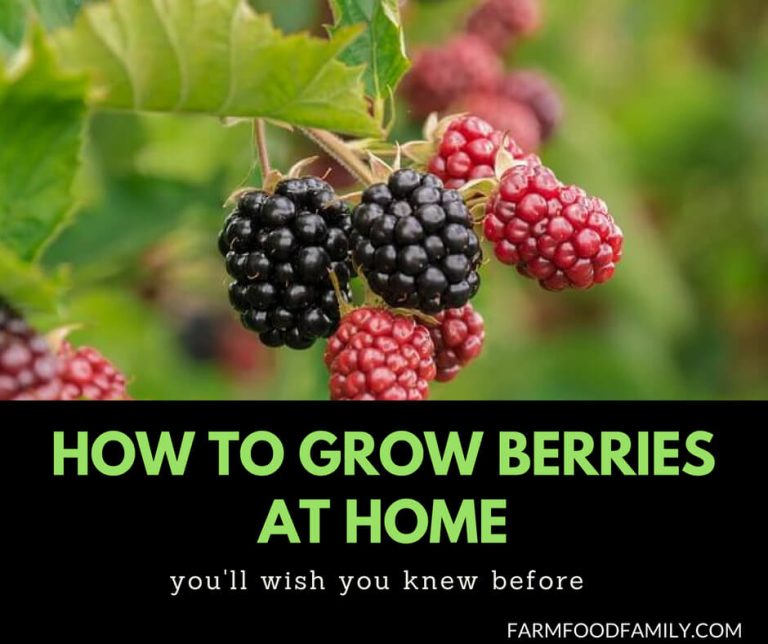 Growing Berries in Containers (Brambleberries, Raspberries