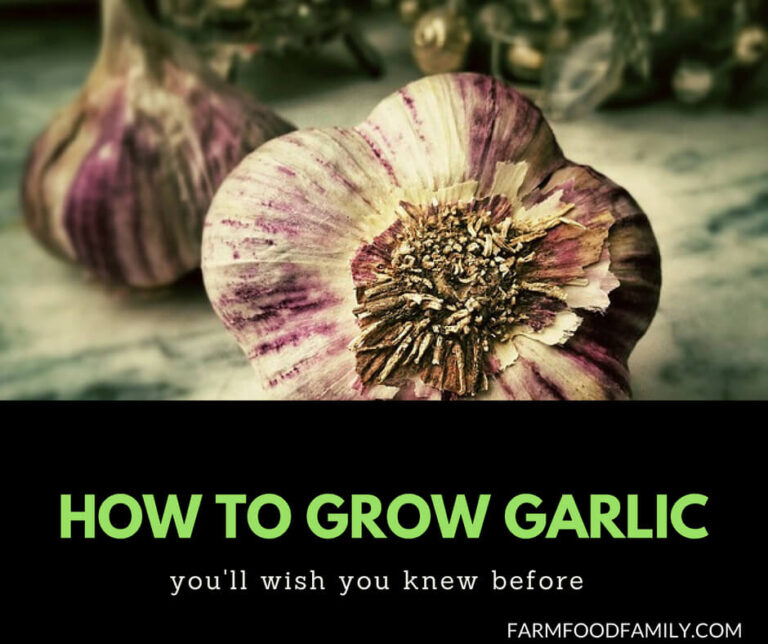 How to grow garlic