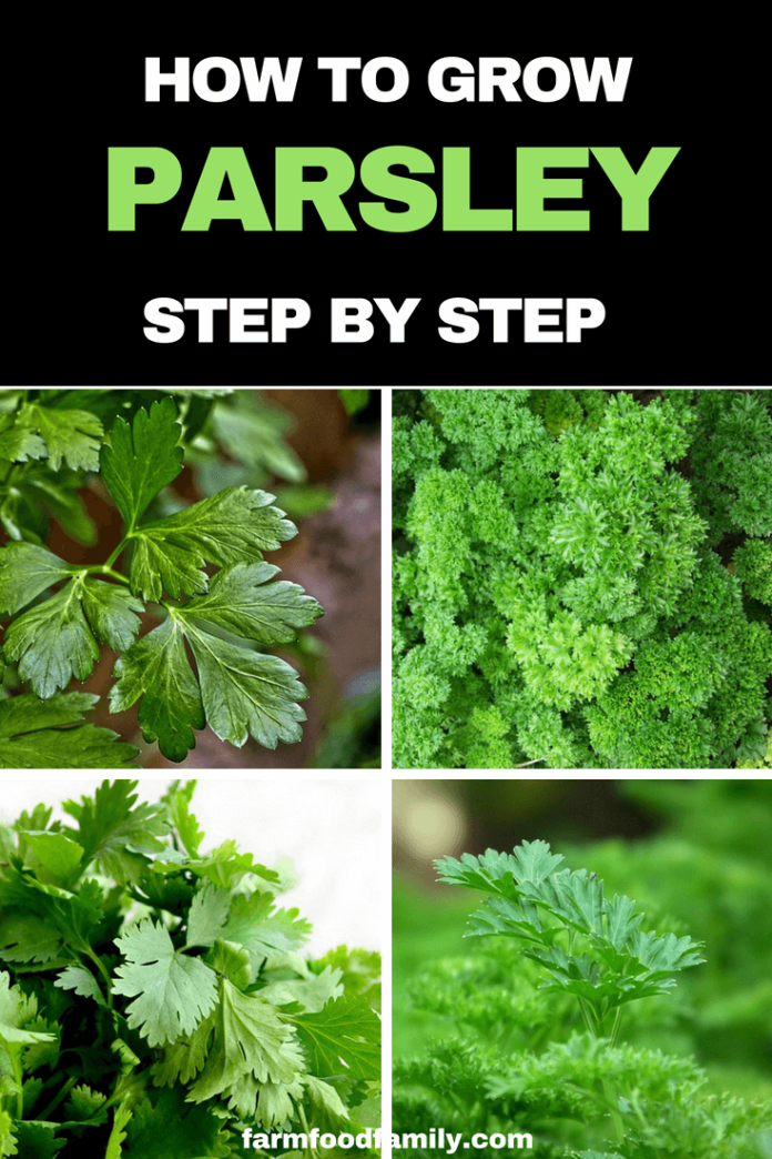 Parsley Plant Care How to grow Parsley at home FarmFoodFamily