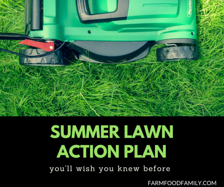 Lawn care tips: Summer lawn action plan