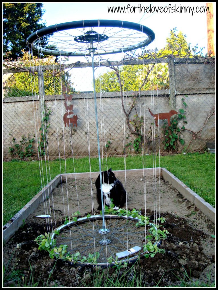 27 Awesome Upcycled Trellis Ideas For Your Garden