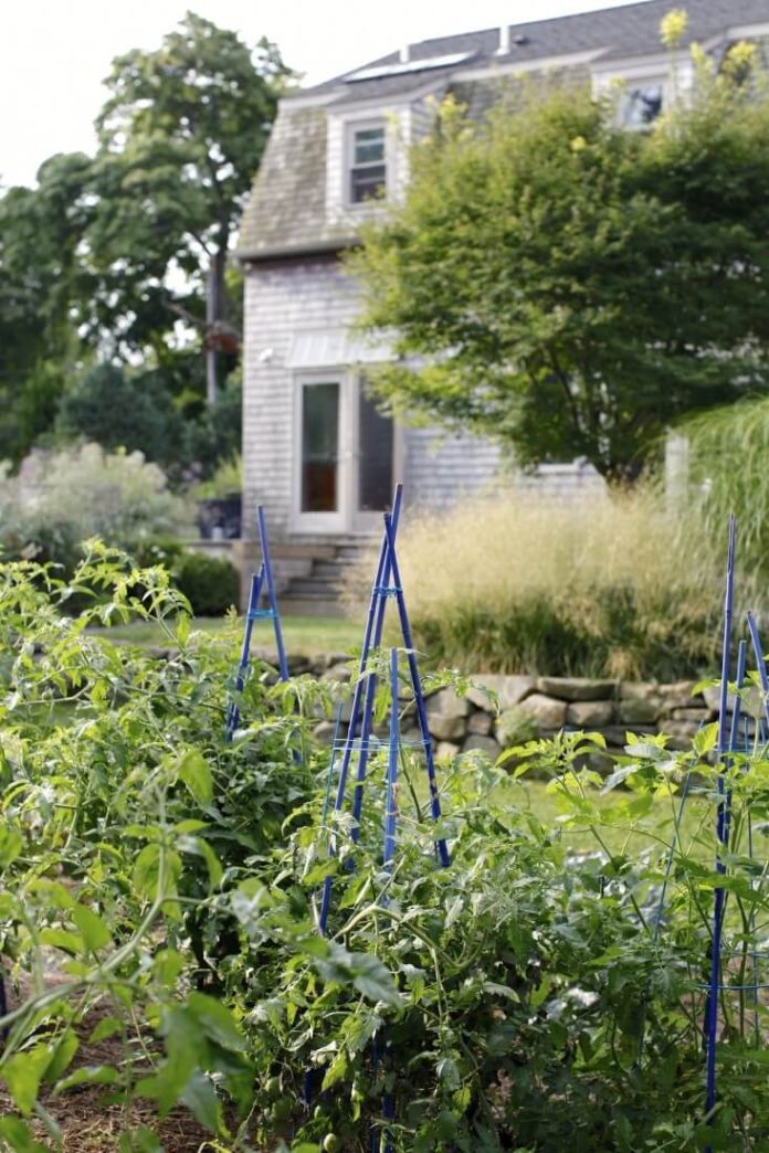 29+ Edging Plants For Kitchen Gardens Can Inspired Gardeners