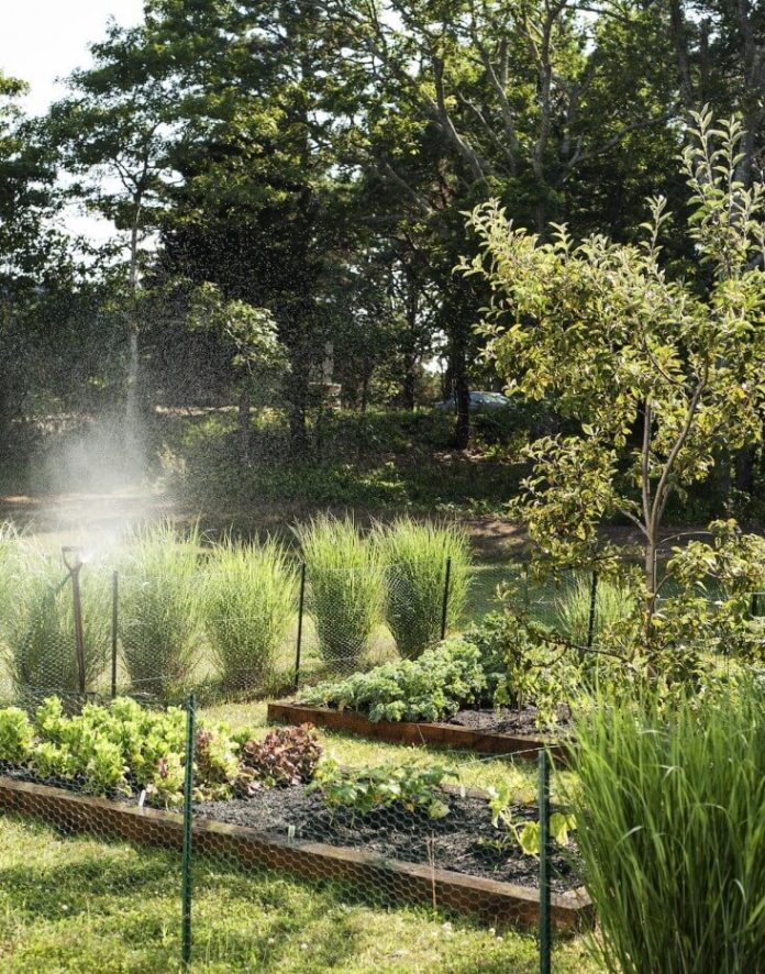 29+ Edging Plants For Kitchen Gardens Can Inspired Gardeners