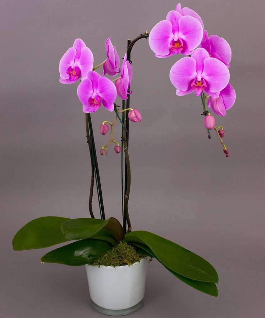 10 Flowering Houseplants for Sunny Spots That Thrive in a Sunny Window