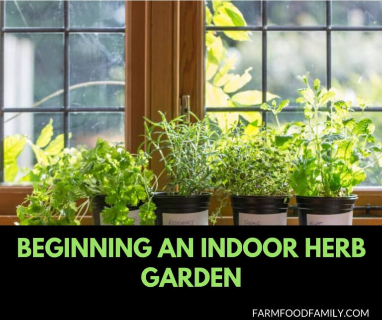 Beginning an indoor herb garden