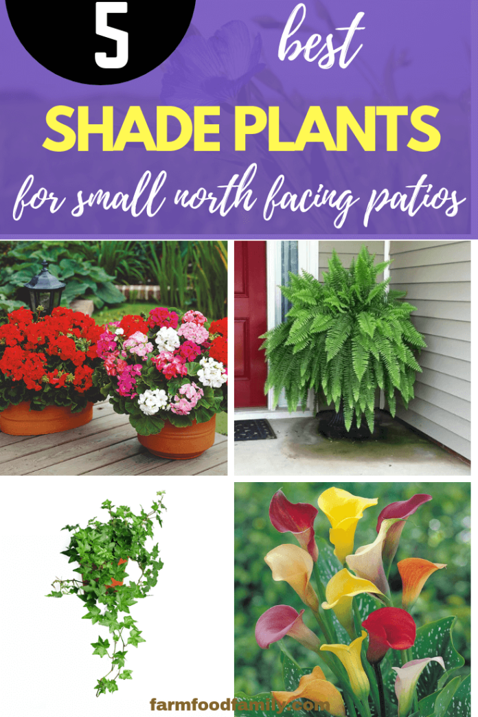 5 Best Shade Plants for Small North Facing Patios