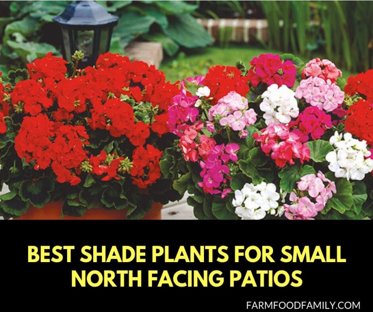 5 Best Shade Plants for Small North Facing Patios