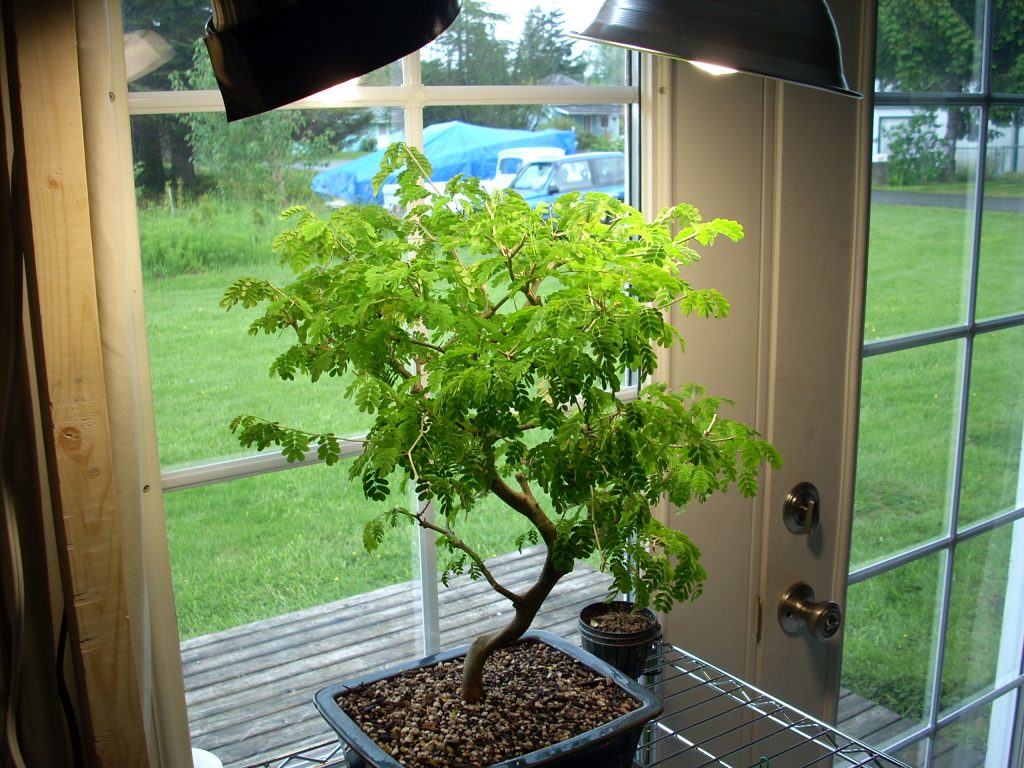Advantages of Using Indoor Growing Lights to Grow Plants Indoors