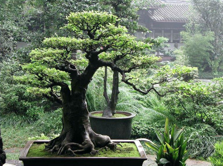 Outdoor vs Indoor Bonsai Which One is More Suitable? FarmFoodFamily