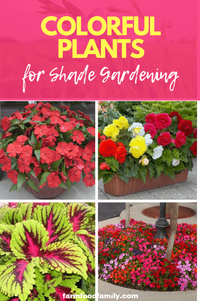 Colorful Plants for Shade Gardening Plants That Bloom in Shade