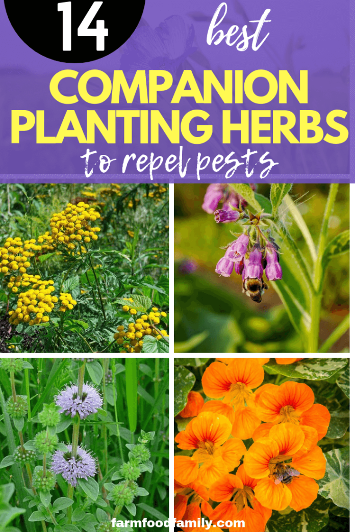 14 Companion Planting Herbs to Repel Pests (From Anise to Wormwood)