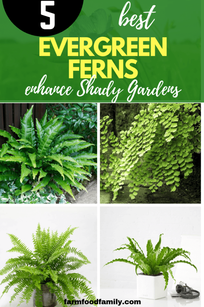 5 Evergreen Ferns That Will Enhance Shady Gardens