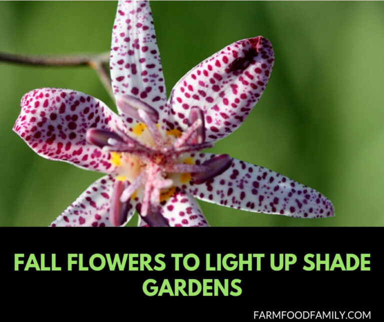 Fall flowers to light up shade gardens