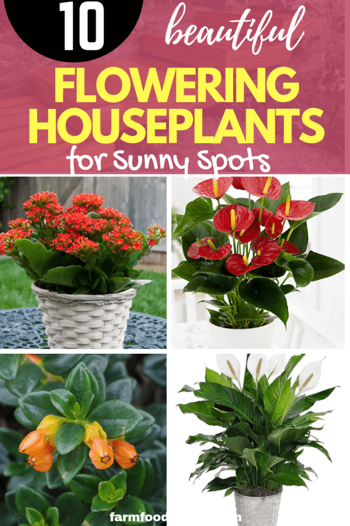 10 Flowering Houseplants for Sunny Spots That Thrive in a Sunny Window