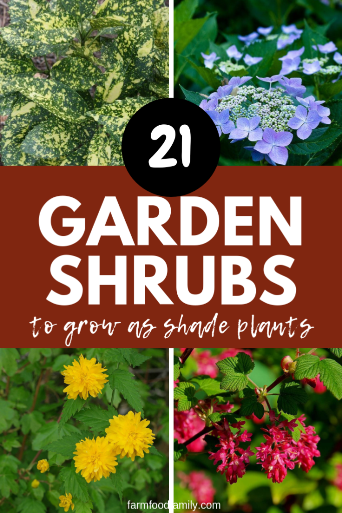 21+ Garden Shrubs to Grow as Shade Plants