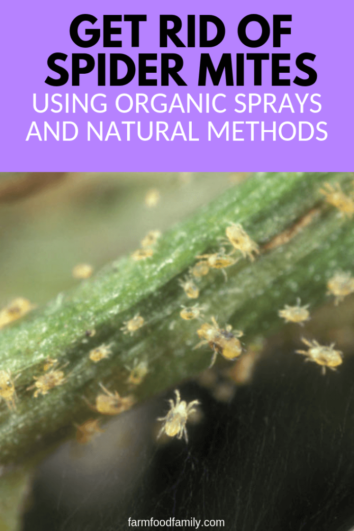 How To Get Rid Of Spider Mites in the Garden Using Natural Methods