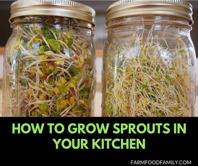 Growing sprouts at home in a mason jar