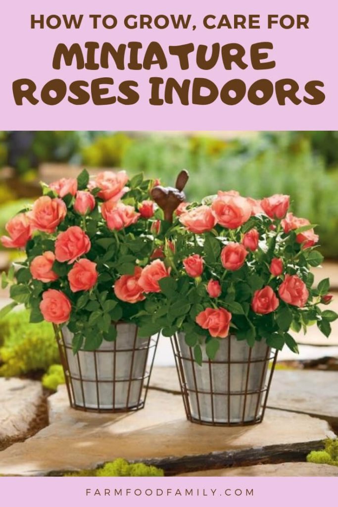 Growing Miniature Roses Indoors Care, Feeding, and More