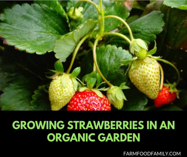 How to grow strawberries in an organic garden