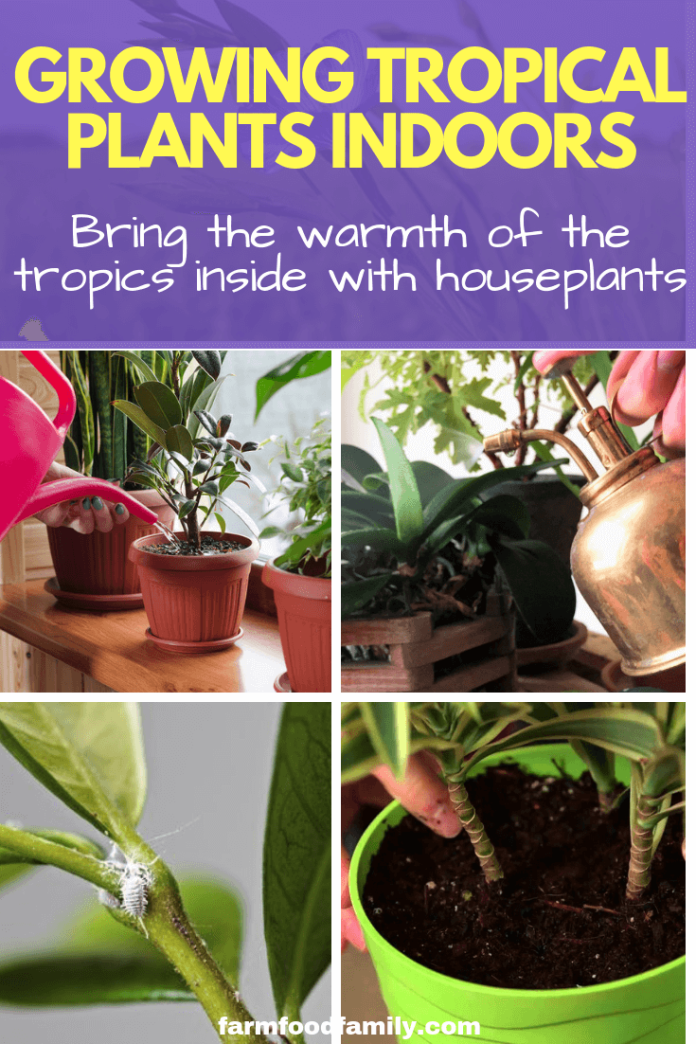 Indoor Tropical Plants Care How To Grow Tropical Plants Indoors