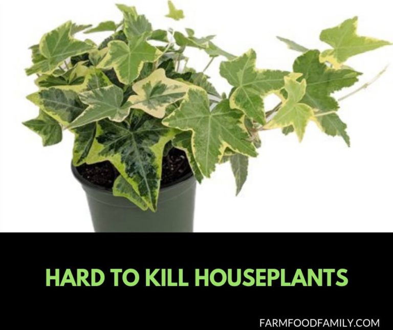 10 Hard to Kill Houseplants for Low Sun or Welllit Homes