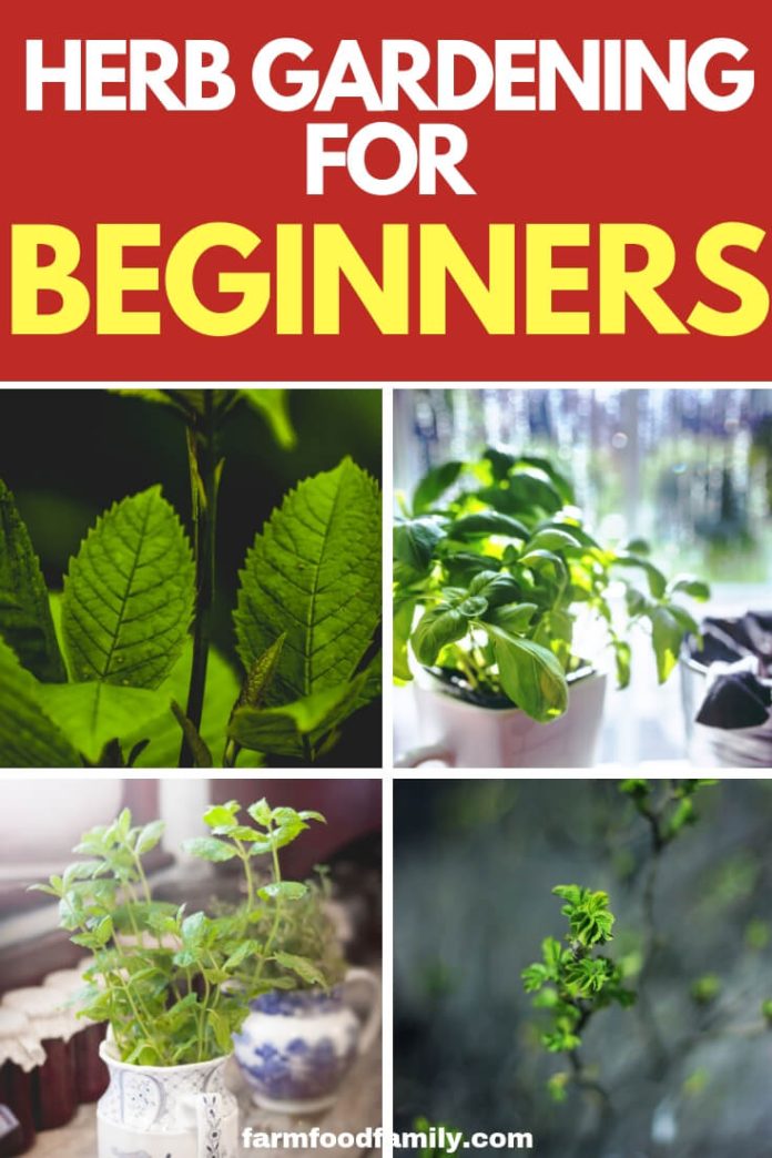 A Basic Herb Garden Herb Gardening for Beginners FarmFoodFamily