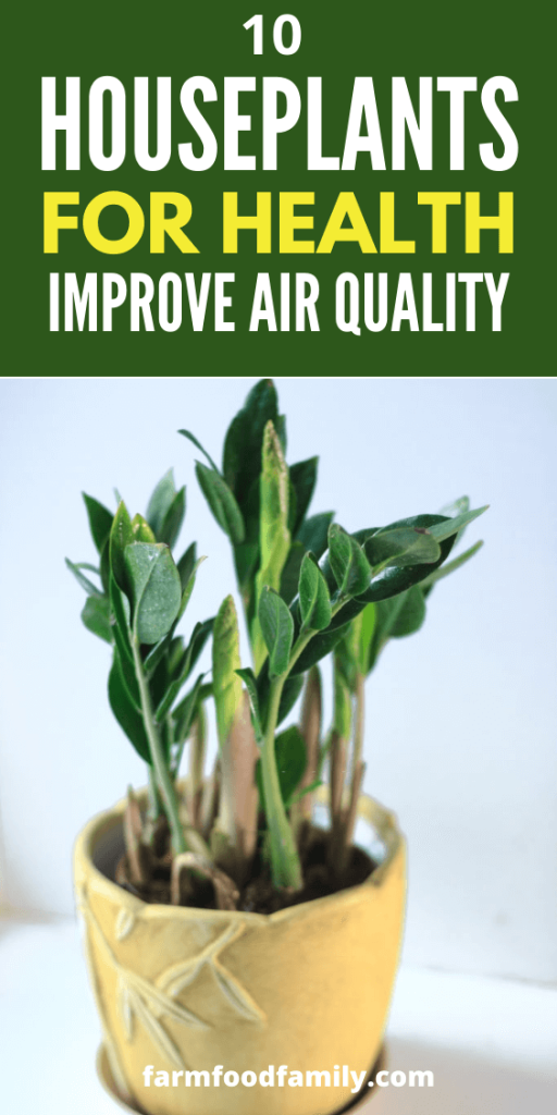 10 Best House Plants for Health Indoor Plants Improve Air Quality