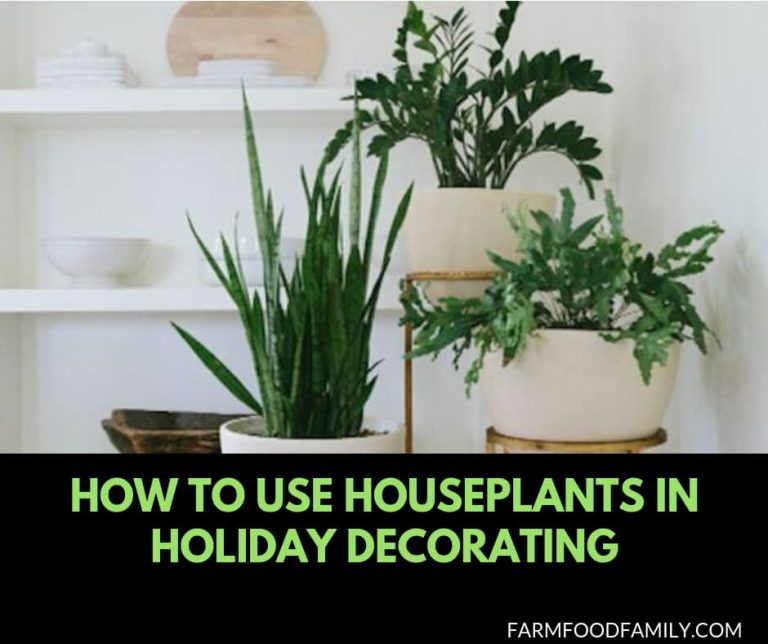How to Use Houseplants in Holiday Decorating FarmFoodFamily