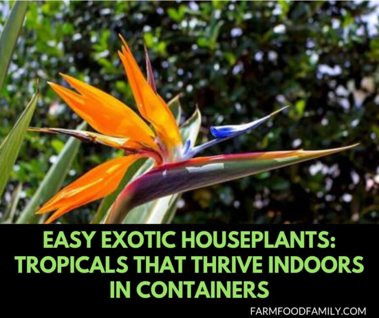 Easy Exotic Houseplants: Tropicals That Thrive Indoors in Containers