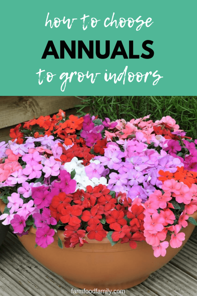 How to Choose Annuals to Grow Indoors (5 Plants)