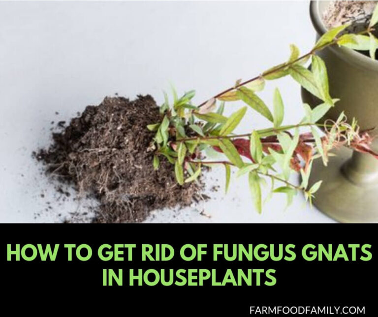 How to get rid of Fungus Gnats in houseplants and greenhouses