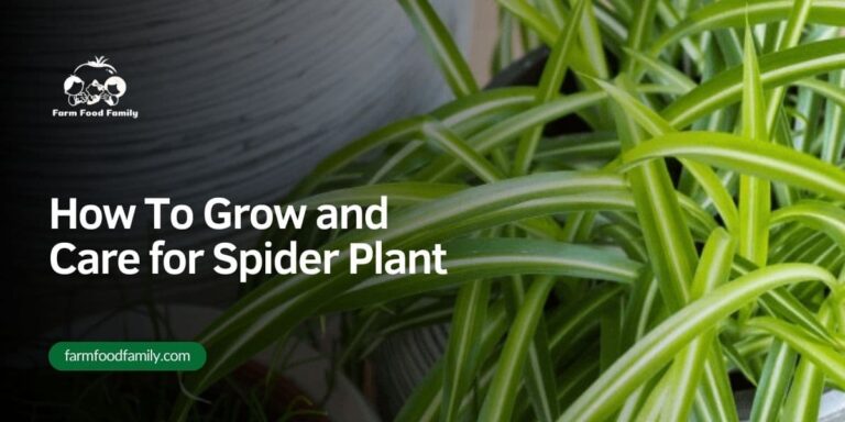 How to Grow and Care for Spider Plants – Ultimate Guide [year]