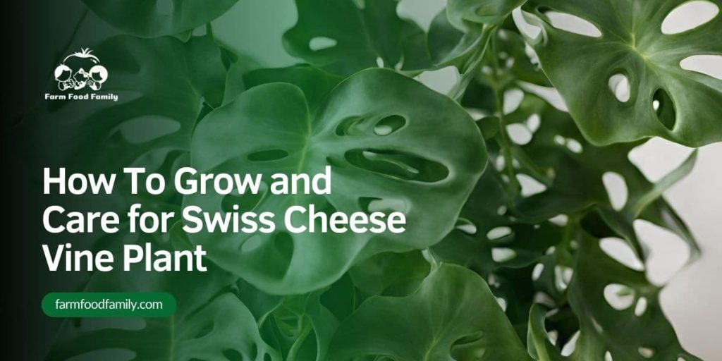 Swiss Cheese Vine Plant How To Plant and Care for Monstera Deliciosa