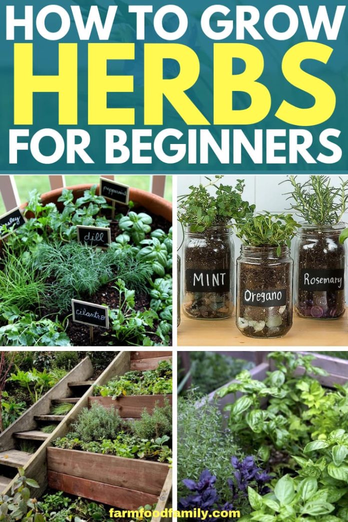 A Basic Herb Garden Herb Gardening for Beginners FarmFoodFamily