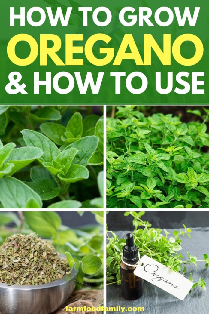 Growing Oregano from Cuttings (Origanum vulgare hirta, O. majorana)
