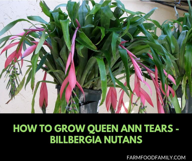 How to Grow Queen Ann Tears - Billbergia Nutans