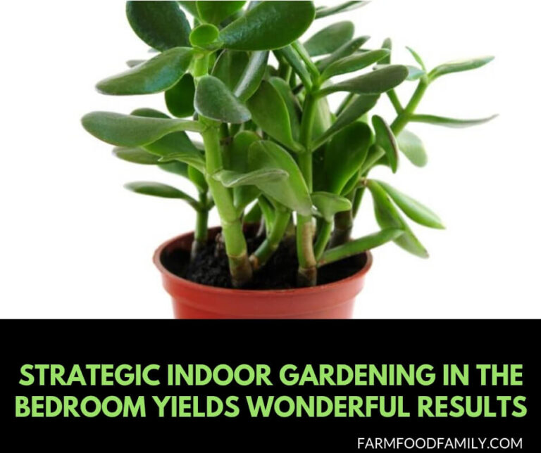 Put Some Spring in Your Sleep: Strategic Indoor Gardening in the Bedroom Yields Wonderful Results